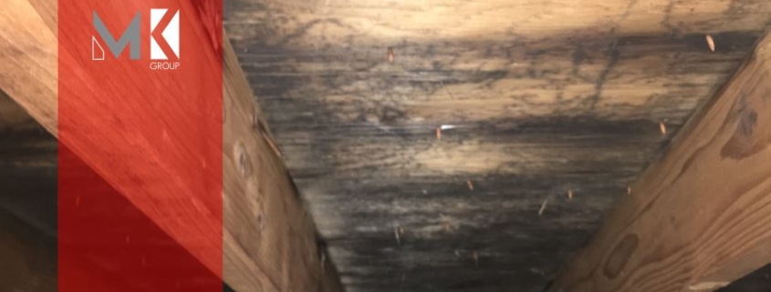 Цвіль на горищи